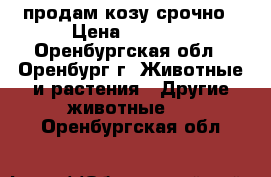 продам козу срочно › Цена ­ 6 000 - Оренбургская обл., Оренбург г. Животные и растения » Другие животные   . Оренбургская обл.